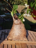 Arbre lilas - LES ARBRES
