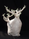 Arbre Porcelaine - LES ARBRES